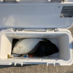 遊漁船高橋 釣果