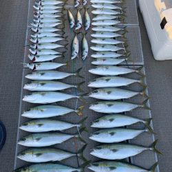 SeaRide(シーライド) 釣果