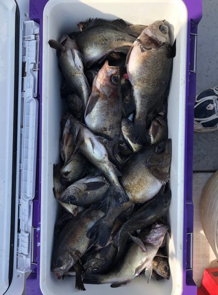 フィッシング　キッタカ 釣果