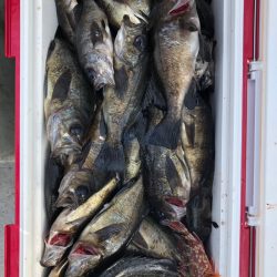 フィッシング　キッタカ 釣果