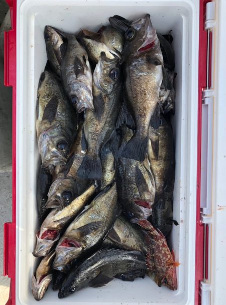 フィッシング　キッタカ 釣果