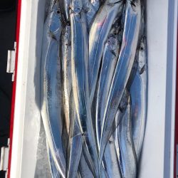 フィッシング　キッタカ 釣果