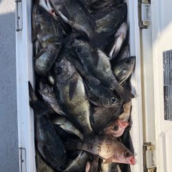 フィッシング　キッタカ 釣果