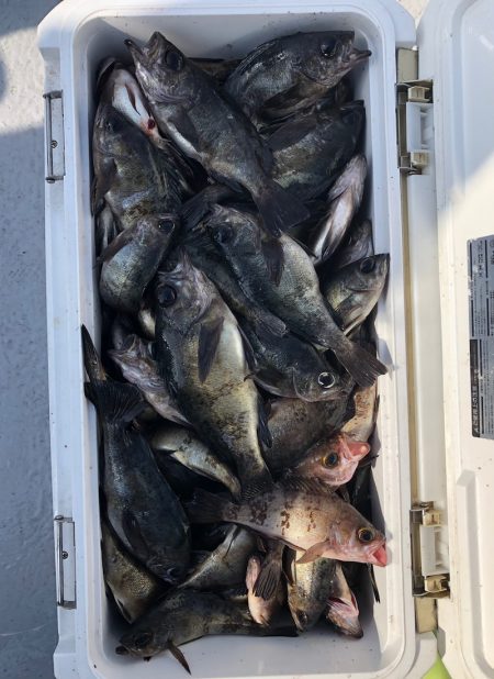 フィッシング キッタカ 釣果