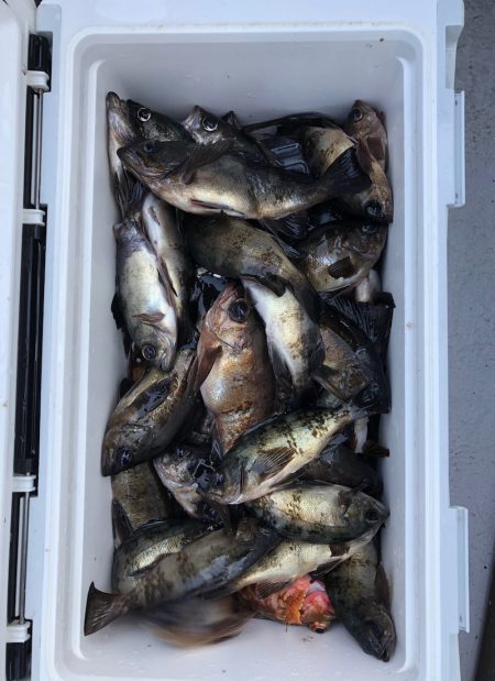 フィッシング　キッタカ 釣果