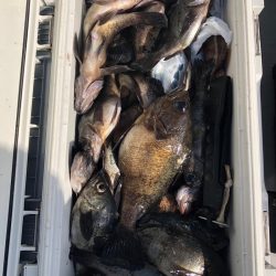 フィッシング　キッタカ 釣果