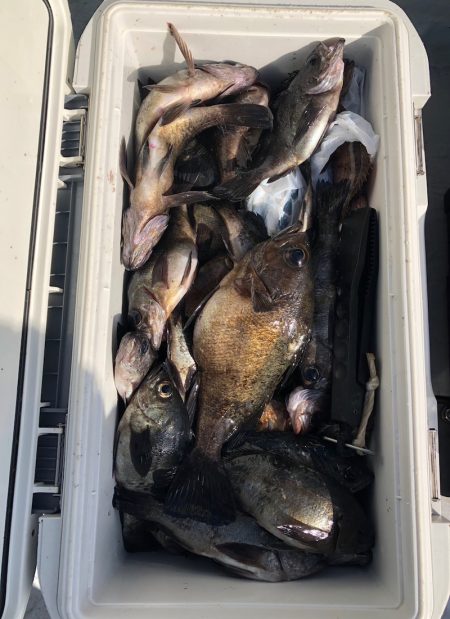 フィッシング　キッタカ 釣果