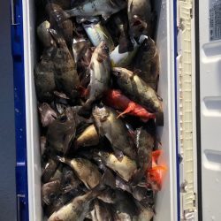 フィッシング　キッタカ 釣果