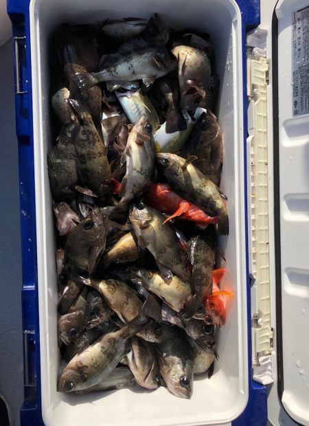 フィッシング　キッタカ 釣果