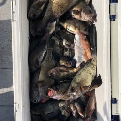 フィッシング　キッタカ 釣果