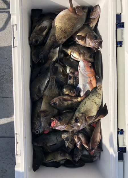 フィッシング　キッタカ 釣果