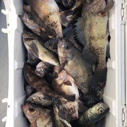 フィッシング　キッタカ 釣果