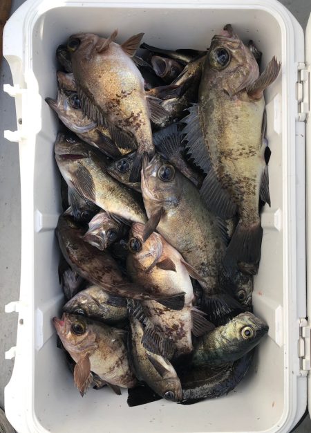 フィッシング　キッタカ 釣果