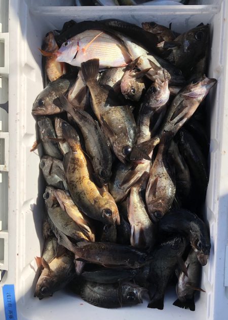 フィッシング　キッタカ 釣果