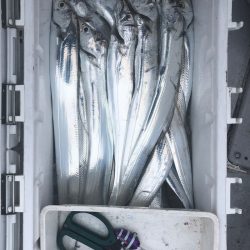 フィッシング　キッタカ 釣果