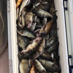 フィッシング キッタカ 釣果