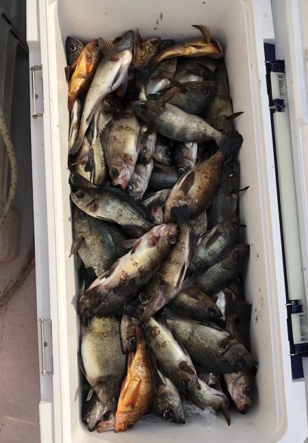 フィッシング キッタカ 釣果