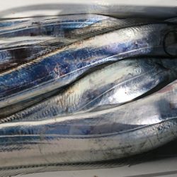 遊漁船 家入 釣果