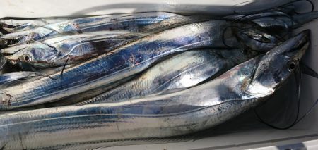 遊漁船 家入 釣果