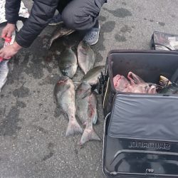しば渡船 釣果