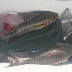 しば渡船 釣果