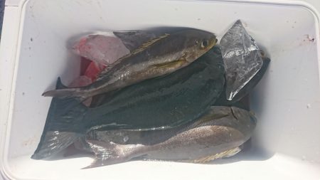 しば渡船 釣果