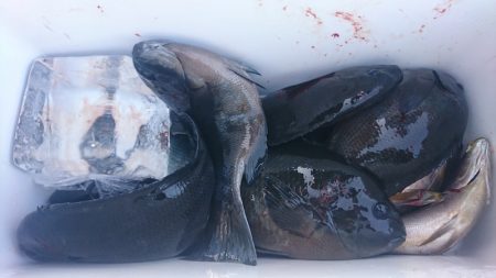 しば渡船 釣果