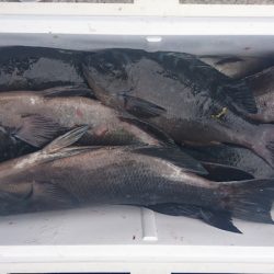 しば渡船 釣果