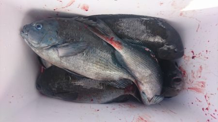 しば渡船 釣果