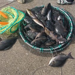 しば渡船 釣果