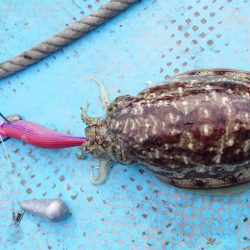 シースナイパー海龍 釣果