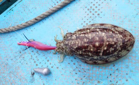 シースナイパー海龍 釣果