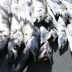 遊漁船 家入 釣果