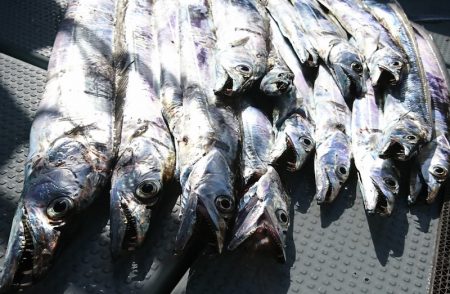 遊漁船 家入 釣果