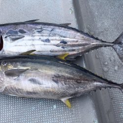 渡船屋たにぐち 釣果