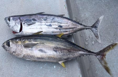 渡船屋たにぐち 釣果
