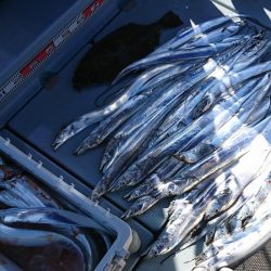 遊漁船 家入 釣果