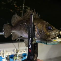 Chase（チェイス） 釣果