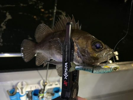 Chase（チェイス） 釣果