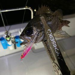 Chase（チェイス） 釣果