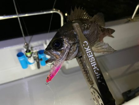 Chase（チェイス） 釣果