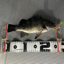 Chase(チェイス) 釣果