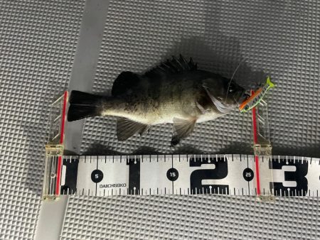 Chase(チェイス) 釣果