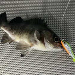 Chase(チェイス) 釣果