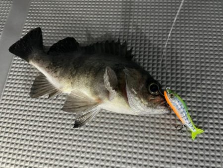 Chase(チェイス) 釣果