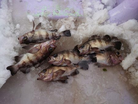 海龍丸（石川） 釣果