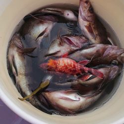 海龍丸（石川） 釣果