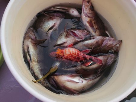 海龍丸（石川） 釣果