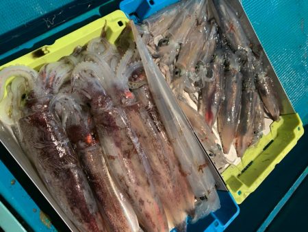 愛海丸 釣果