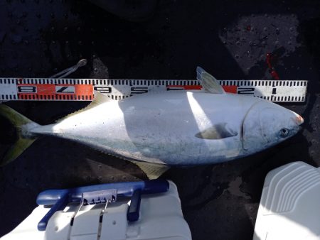 第二龍勢丸 釣果